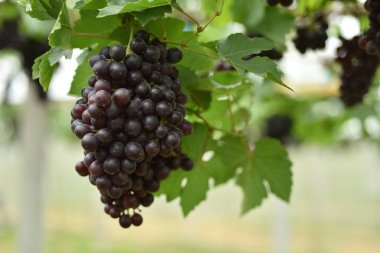 Taze üzüm ağaçları var ellerinde ve benim evin yakınındaki üzüm