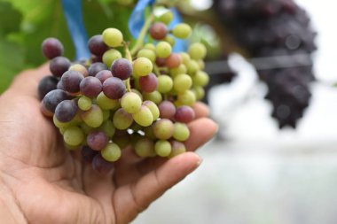 Taze üzüm ağaçları var ellerinde ve benim evin yakınındaki üzüm