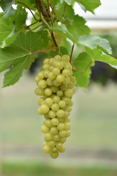 Fresh grapes in the hands that have trees and From the vineyard near my house