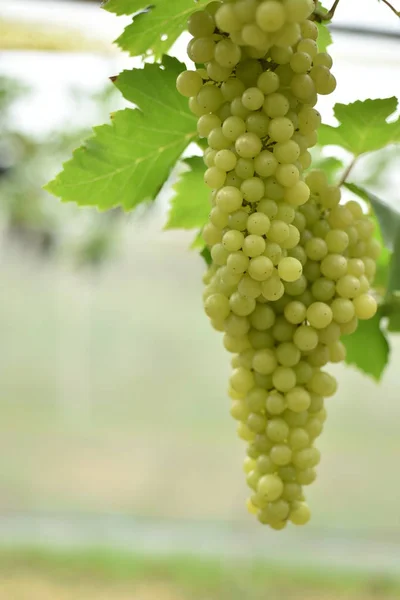 Fresh grapes in the hands that have trees and From the vineyard near my house