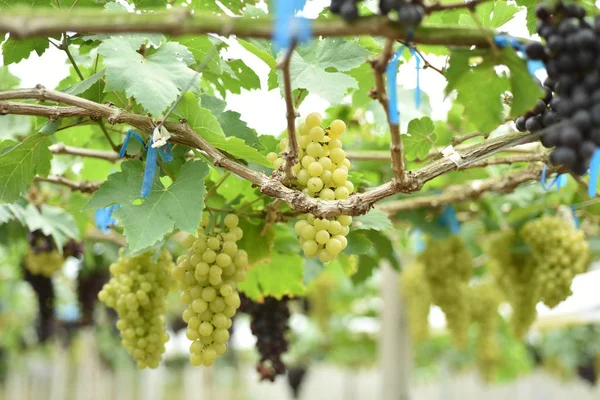 Fresh grapes in the hands that have trees and From the vineyard near my house