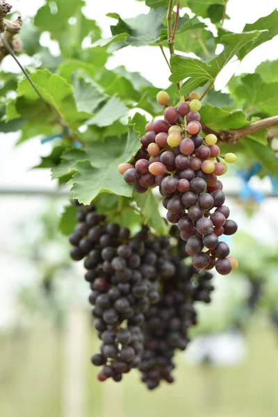 Raisins Frais Dans Les Mains Qui Ont Des Arbres Vigne — Photo