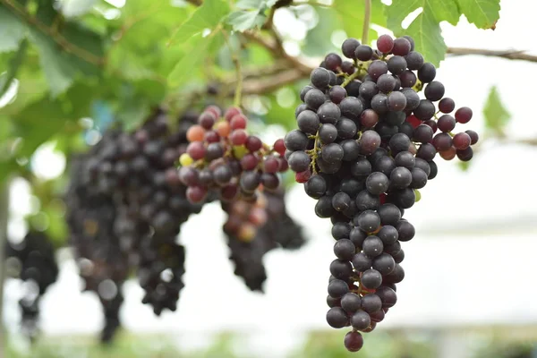 Uvas Frescas Nas Mãos Que Têm Árvores Vinha Perto Minha — Fotografia de Stock