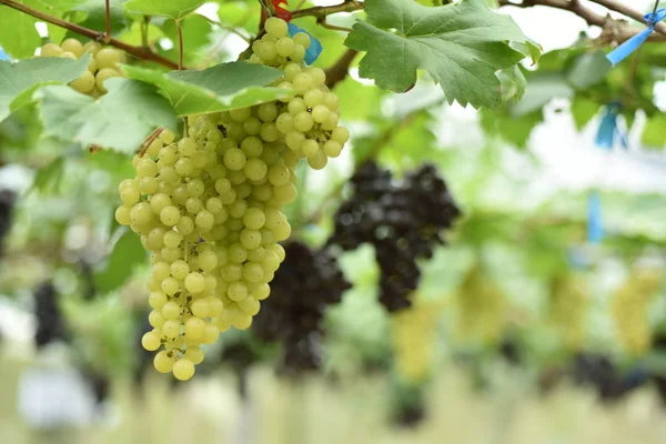 Uvas Frescas Nas Mãos Que Têm Árvores Vinha Perto Minha — Fotografia de Stock