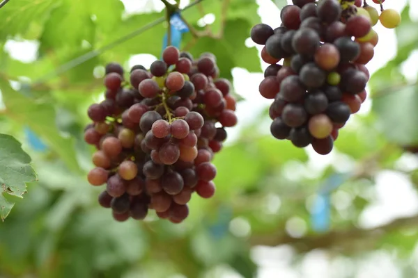 Raisins Frais Dans Les Mains Qui Ont Des Arbres Vigne — Photo