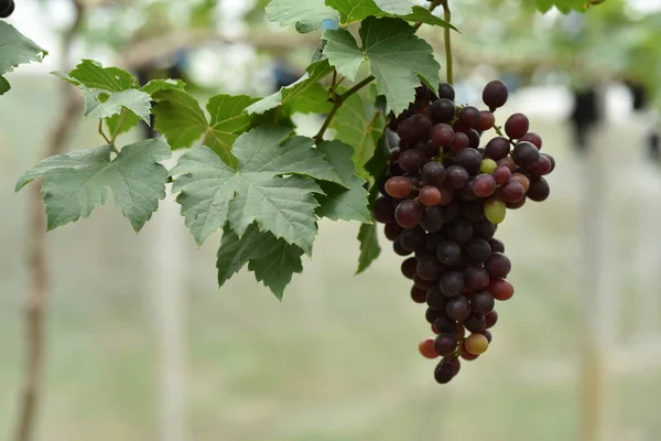 Uvas Frescas Nas Mãos Que Têm Árvores Vinha Perto Minha — Fotografia de Stock