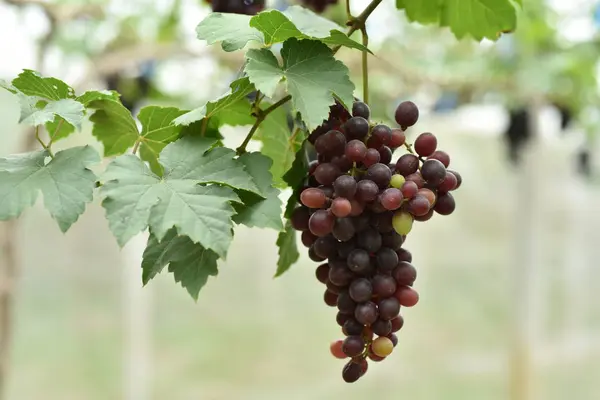 Verse Druiven Handen Hebben Bomen Van Wijngaard Buurt Van Mijn — Stockfoto