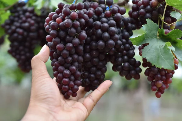 Raisins Frais Dans Les Mains Qui Ont Des Arbres Vigne — Photo