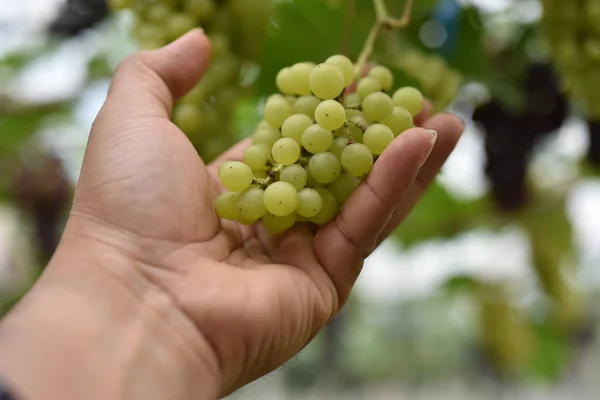 Fresh grapes in the hands that have trees and From the vineyard near my house