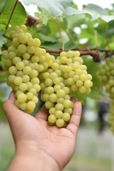 Färska Druvor Händerna Som Har Träd Och Från Vingården Nära — Stockfoto