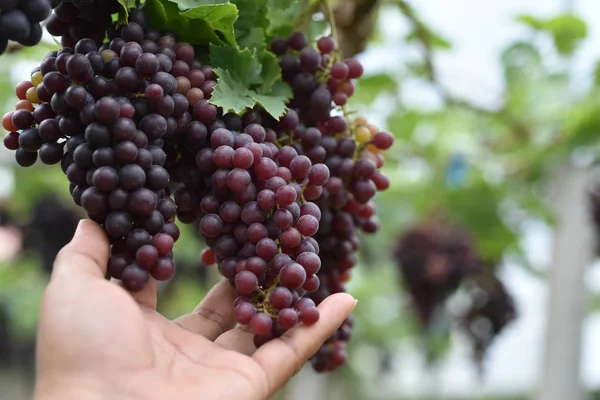 Raisins Frais Dans Les Mains Qui Ont Des Arbres Vigne — Photo