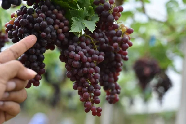 Fresh grapes in the hands that have trees and From the vineyard near my house