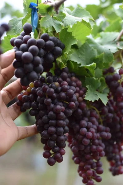 Uvas Frescas Nas Mãos Que Têm Árvores Vinha Perto Minha — Fotografia de Stock