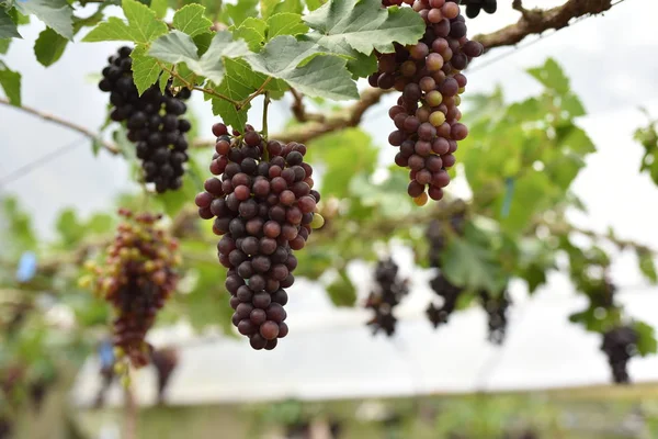 Raisins Frais Dans Les Mains Qui Ont Des Arbres Vigne — Photo