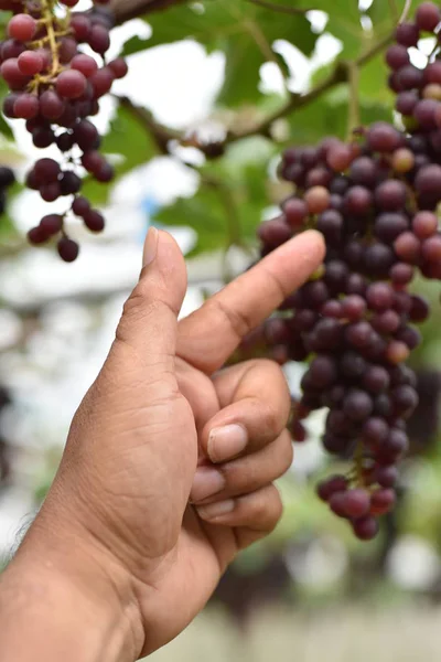 Fresh grapes in the hands that have trees and From the vineyard near my house