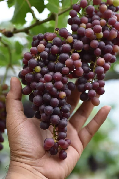 Fresh grapes in the hands that have trees and From the vineyard near my house