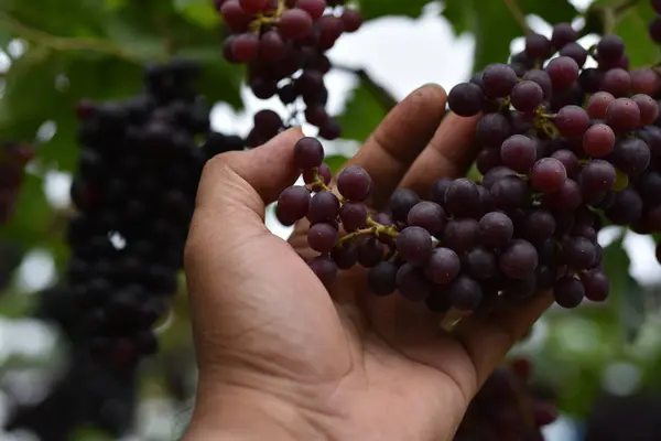 Raisins Frais Dans Les Mains Qui Ont Des Arbres Vigne — Photo