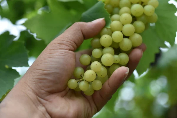 Fresh grapes in the hands that have trees and From the vineyard near my house