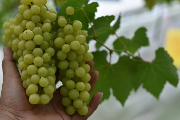 Uvas Frescas Nas Mãos Que Têm Árvores Vinha Perto Minha — Fotografia de Stock