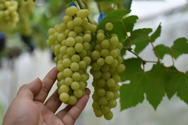 Uvas Frescas Nas Mãos Que Têm Árvores Vinha Perto Minha — Fotografia de Stock