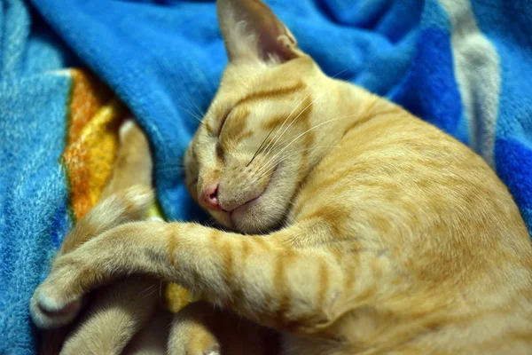 猫睡在毯子上 快乐地睡觉 — 图库照片