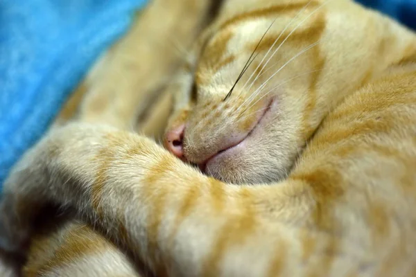 Gato Duerme Sobre Manta Duerme Felizmente —  Fotos de Stock