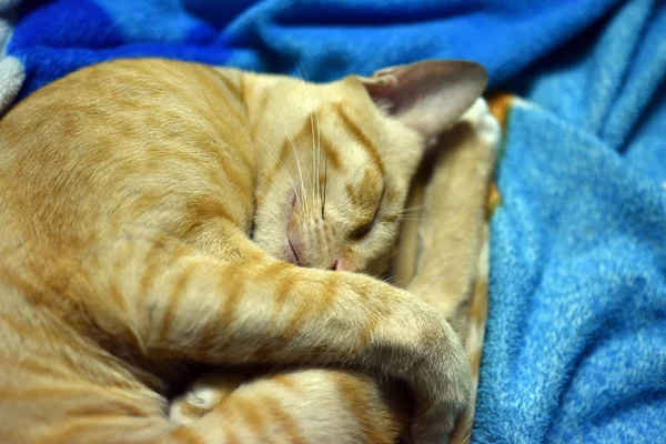 Die Katze Schläft Auf Der Decke Und Schläft Glücklich — Stockfoto