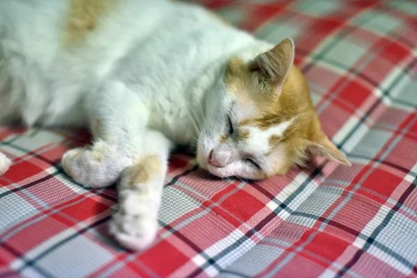 Die Katze Schläft Auf Der Decke Und Schläft Glücklich — Stockfoto