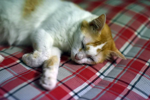 猫睡在毯子上 快乐地睡觉 — 图库照片