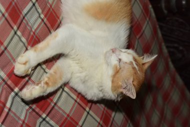 Kedi üzerinde battaniyesinin ve mutlu bir şekilde uyur.