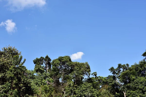 Высокие Зеленые Деревья Фоне Неба — стоковое фото