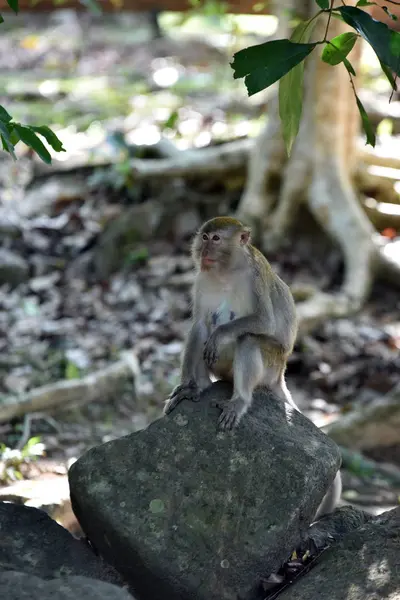 Monkey Tropical Forest Thailand — Stock Photo, Image