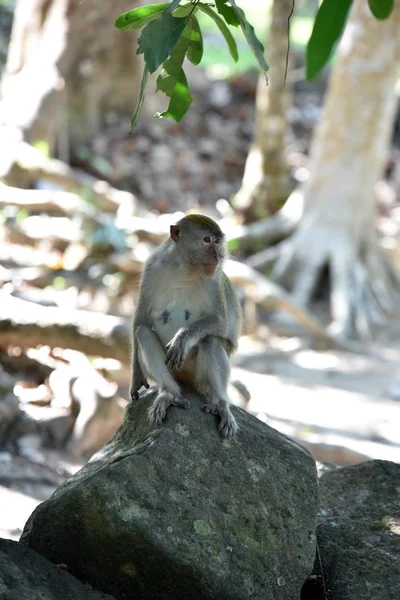 Monkey Tropical Forest Thailand — Stock Photo, Image