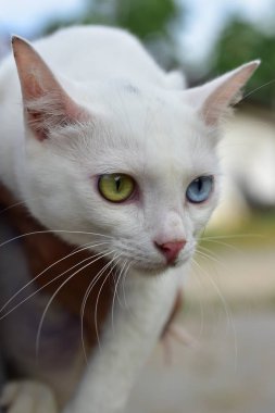 Wat Phra Borommathat Chaiya 'nın güzelliği ve eski Buddha görüntüsü Surat Thani, Tayland