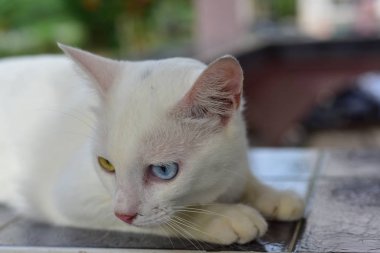 Wat Phra Borommathat Chaiya 'nın güzelliği ve eski Buddha görüntüsü Surat Thani, Tayland