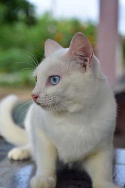 Wat Phra Borommathat Chaiya 'nın güzelliği ve eski Buddha görüntüsü Surat Thani, Tayland