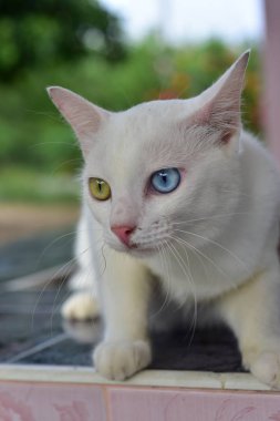 Wat Phra Borommathat Chaiya 'nın güzelliği ve eski Buddha görüntüsü Surat Thani, Tayland