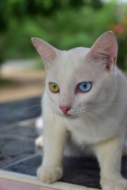 Wat Phra Borommathat Chaiya 'nın güzelliği ve eski Buddha görüntüsü Surat Thani, Tayland