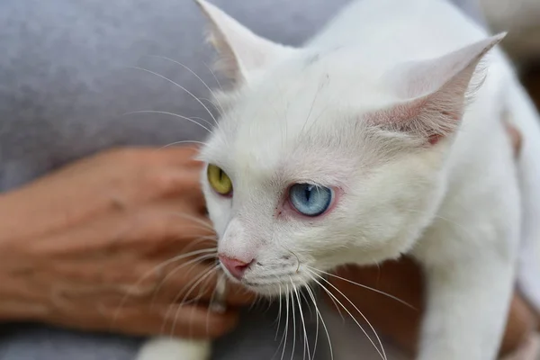 Bílá Kočka Dvěma Očima Názvem Cat Eye Diamond Vzácné Plemeno — Stock fotografie