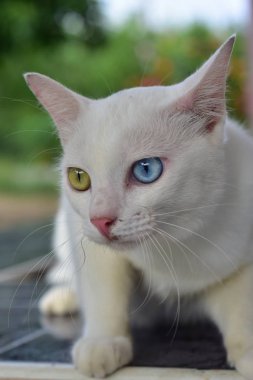 Wat Phra Borommathat Chaiya 'nın güzelliği ve eski Buddha görüntüsü Surat Thani, Tayland