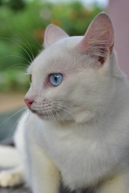Wat Phra Borommathat Chaiya 'nın güzelliği ve eski Buddha görüntüsü Surat Thani, Tayland
