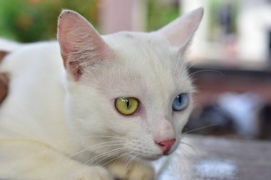 Wat Phra Borommathat Chaiya 'nın güzelliği ve eski Buddha görüntüsü Surat Thani, Tayland