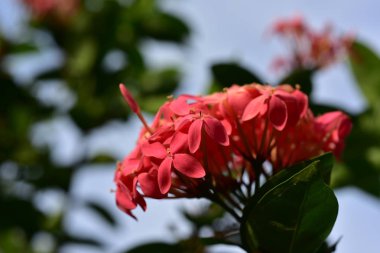 Wat Phra Borommathat Chaiya 'nın güzelliği ve eski Buddha görüntüsü Surat Thani, Tayland