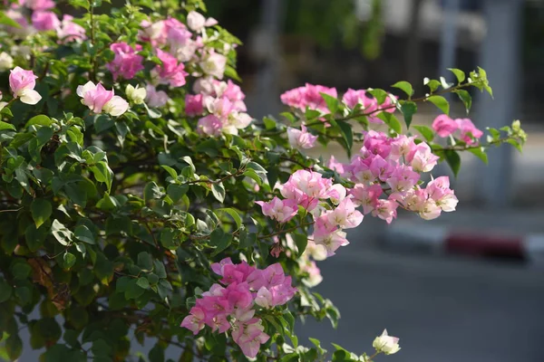Розовые Бугенвиллии Цветы Красивые Используемые Качестве Наземного Изображения — стоковое фото