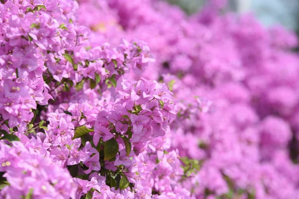 Roze Bougainvillea Bloemen Mooi Gebruikt Als Een Grond Beeld — Stockfoto