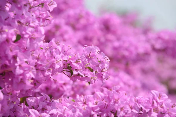 Rosa Fiori Bougainvillea Bello Usato Come Immagine Terra — Foto Stock