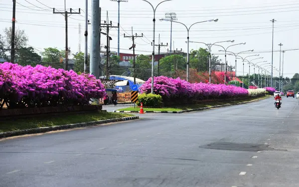 Flores Bougainvillea Rosa Bonito Usado Como Uma Imagem Chão — Fotografia de Stock