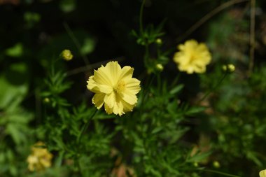 Açık havada yetişen renkli çiçekleri kapatın. 