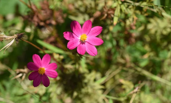 Nahaufnahme Bunter Blumen Die Freien Wachsen — Stockfoto