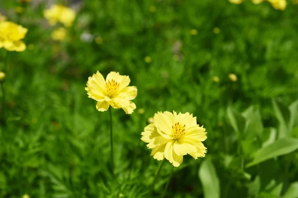 Mooie Bloemen Tuin Bloeien Zomer Aangelegde Formele Tuin — Stockfoto